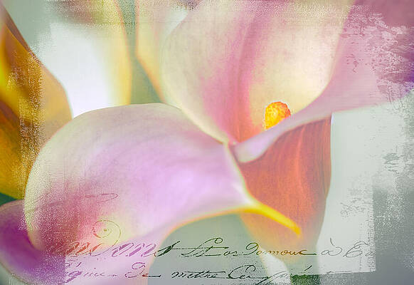 Wall Art - Photograph - Language of a Calla Lily by Julie Palencia
