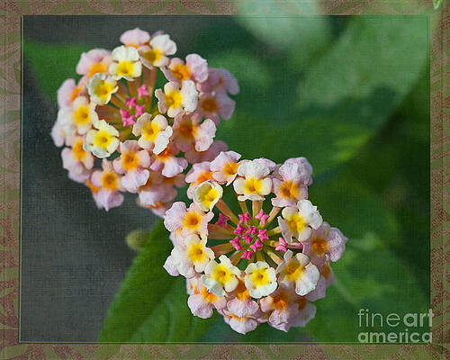 Lantana - I'm Not a Weed by Terry Weaver