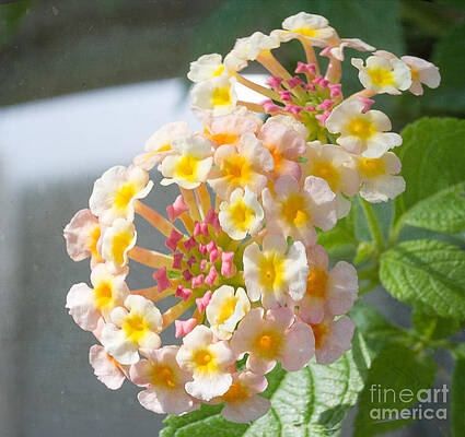 Lantana with Textured Effects by Terry Weaver