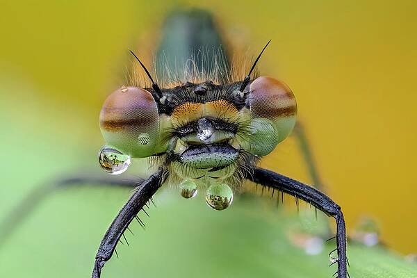 Wall Art - Photograph - Large Red Damselfly On Flag Iris by Science Photo Library