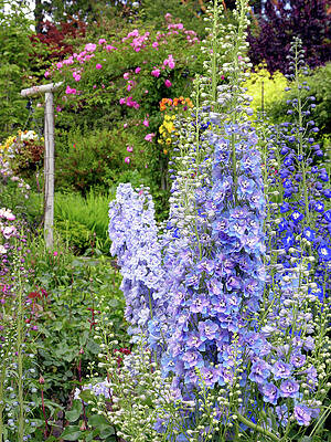 Wall Art - Photograph - Larkspur (delphinium Sp.) by Science Photo Library