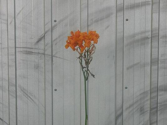Last Flower by Alan Chandler Last Flower by Alan Chandler