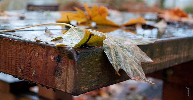 Last of the Leaves by Gwyn Newcombe Last of the Leaves by Gwyn Newcombe