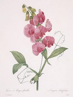 Wall Art - Painting - Lathyrus Latifolius Everlasting Pea by Pierre Joseph Redoute