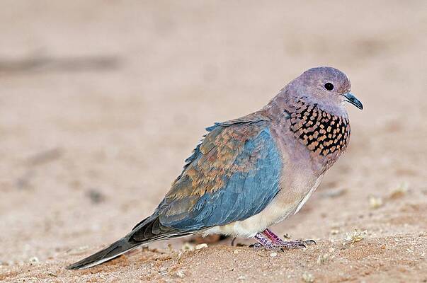 Wall Art - Photograph - Laughing Dove Calling by Science Photo Library