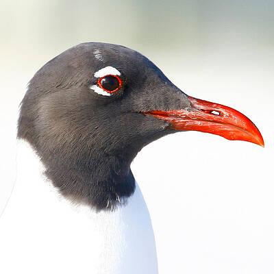 Laughing gull headshot by Connie Wolgast