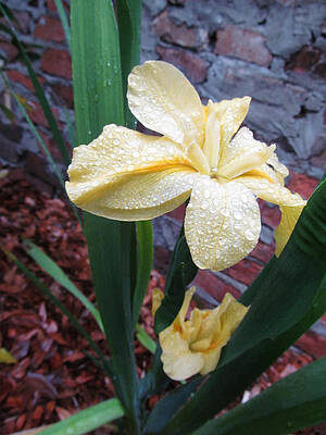 Laura Louise Iris by Tom Hefko Laura Louise Iris by Tom Hefko