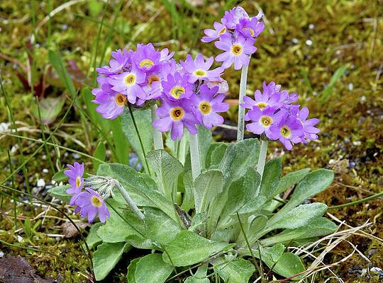 Wall Art - Photograph - Laurentian Primrose (primula Laurentiana) by Science Photo Library
