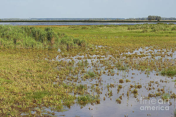 Wall Art - Photograph - Lauwersmeer, Netherlands by Frank Derer