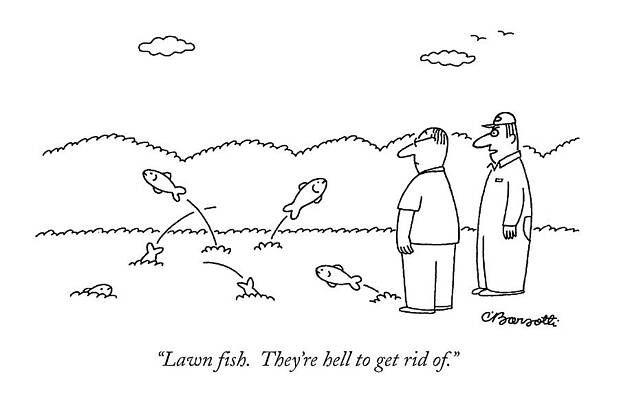 Wall Art - Drawing - Lawn Fish.  They're Hell To Get Rid Of by Charles Barsotti