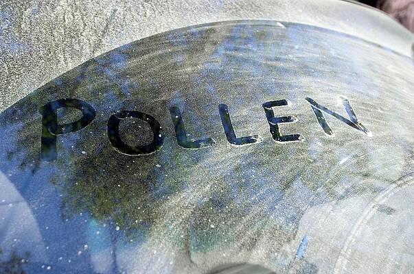 Wall Art - Photograph - Layer Of Pollen On A Car by Science Photo Library