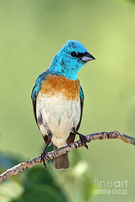 Lazuli Bunting by Bill Singleton Lazuli Bunting by Bill Singleton