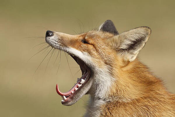 Wall Art - Photograph - Lazy Fox by Roeselien Raimond