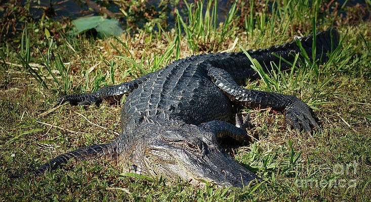 Lazy gator by Joe Southern