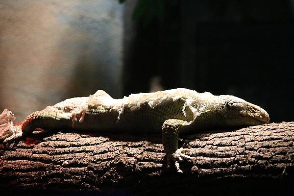 Lazy Lizard by Jessi Boise