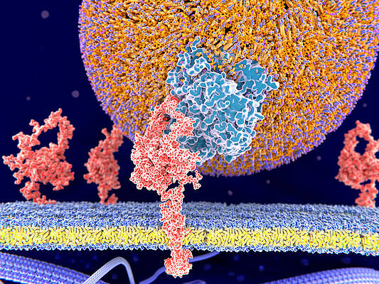Wall Art - Photograph - Ldl Particle Binding To The Ldl-receptor by Juan Gaertner