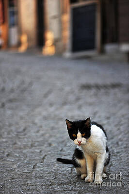 Le Chat Photographs Fine Art America Le Chat Photographs Fine Art America