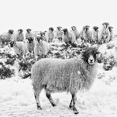 Wall Art - Photograph - Leader of the Flock by Janet Burdon