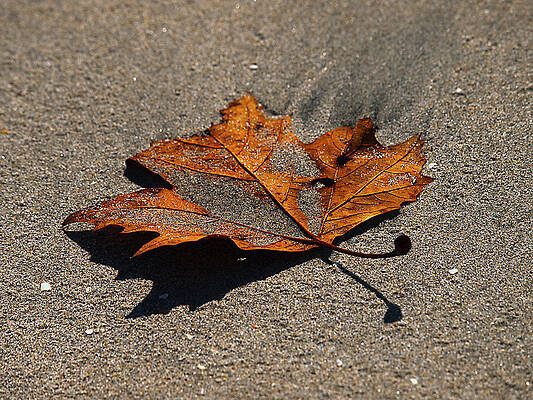 Leaf Composed by Joe Schofield Leaf Composed by Joe Schofield
