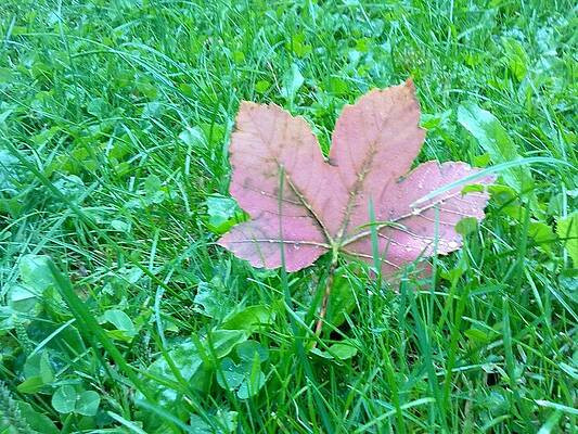 Leaf by DANIELA VOICU
