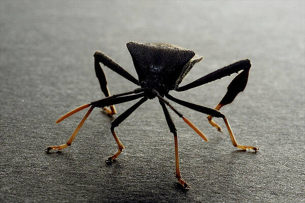 Wall Art - Photograph - Leaf-footed Bug Acanthocephala by Aaron Ansarov