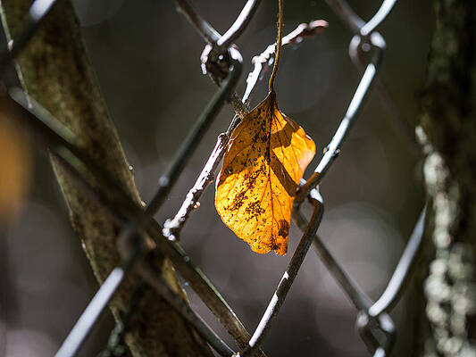 Leaf. by Gary Gillette Leaf. by Gary Gillette