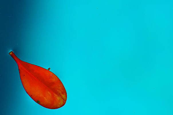 Leaf by Jacqueline Cole