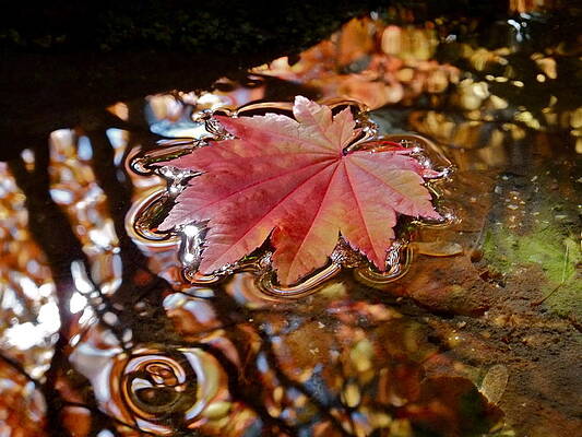 Leaf on Autumn Reflections by Cynthia Singleton