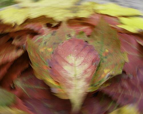 Leaf On Leaves 1 by Bernhart Hochleitner Leaf On Leaves 1 by Bernhart Hochleitner