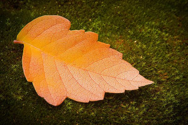 Wall Art - Photograph - Leaf on Moss by Adam Romanowicz