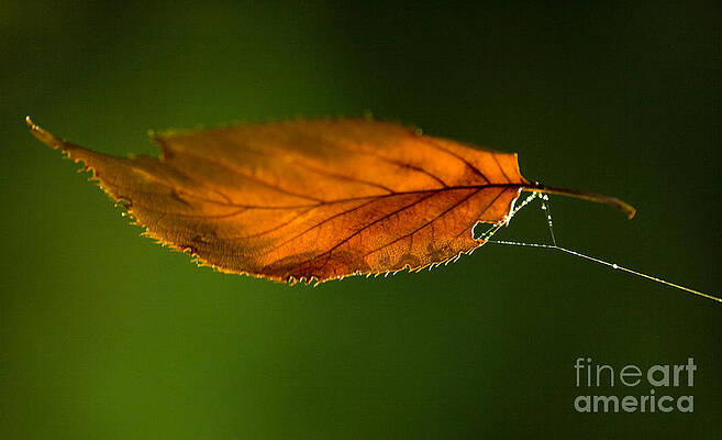 Wall Art - Photograph - Leaf on Spiderwebstring by Iris Richardson