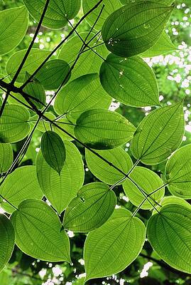 Wall Art - Photograph - Leaf Pattern Of A Rainforest Tree by Science Photo Library