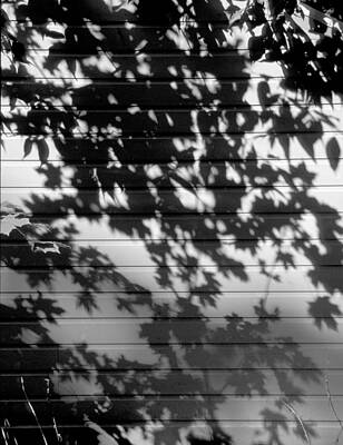 Leaf Shadows by Hans Kaiser Leaf Shadows by Hans Kaiser