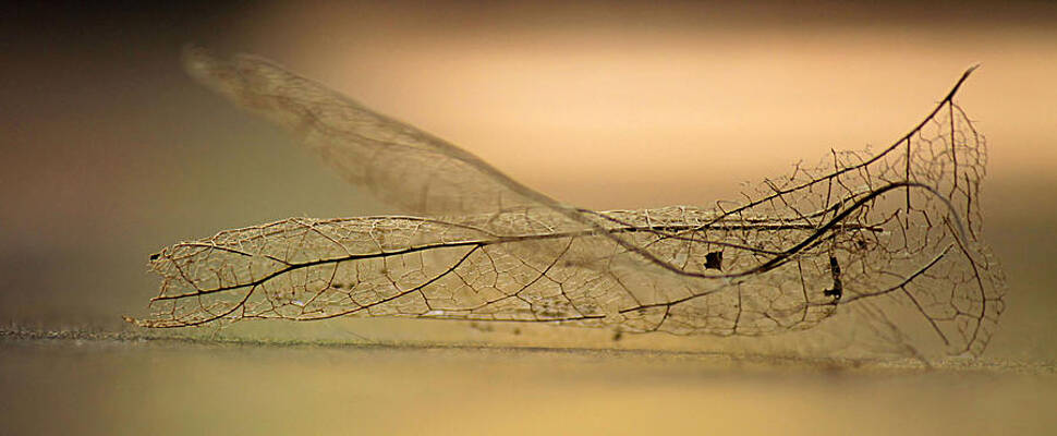 Leaf Skeleton by Sarah Broadmeadow-Thomas Leaf Skeleton by Sarah Broadmeadow-Thomas