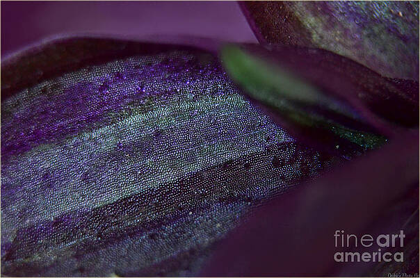 Wall Art - Photograph - Leaf texture Macro by Debbie Portwood