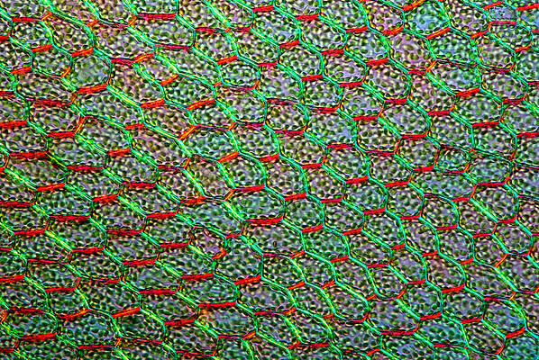 Wall Art - Photograph - Leaf Tissue Of Moss, Lm by Marek Mis