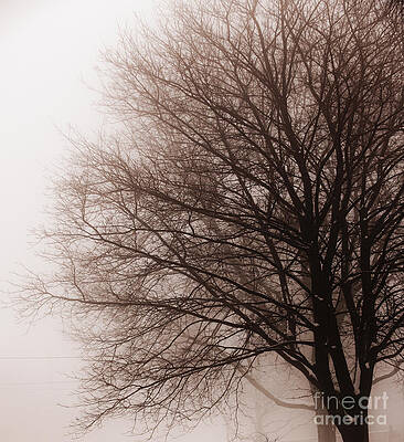 Wall Art - Photograph - Leafless tree in fog 1 by Elena Elisseeva