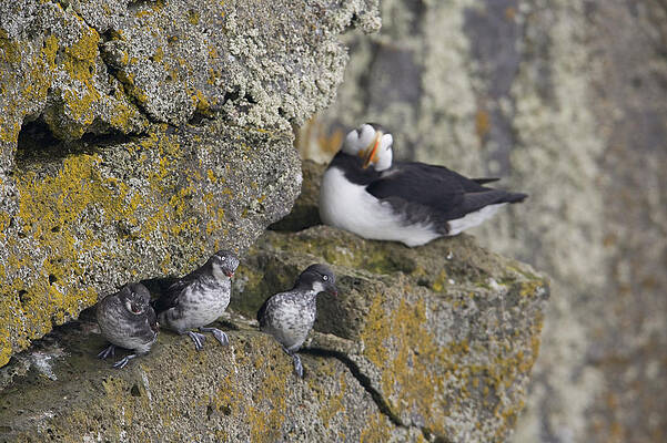 Wall Art - Photograph - Least Auklets Perched On A Narrow Ledge by Milo Burcham