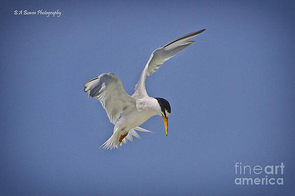 Wall Art - Photograph - Least Tern hovering by Barbara Bowen