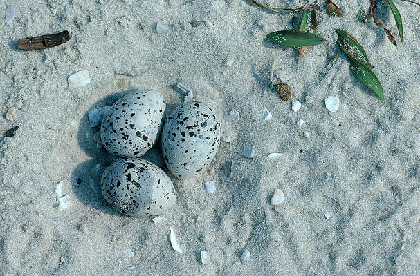 Wall Art - Photograph - Least Tern Nest With Eggs by Dan Guravich
