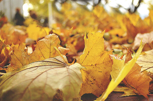 Leaves of Gold And Red by Kay Jantzi Leaves of Gold And Red by Kay Jantzi