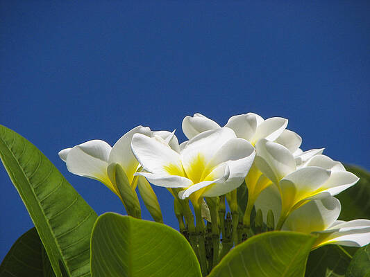 Wall Art - Photograph - Lemon Drop Plumeria by Carolyn Marshall