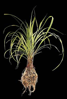 Wall Art - Photograph - Lemon Grass (cymbopogon Sp.) by Science Photo Library