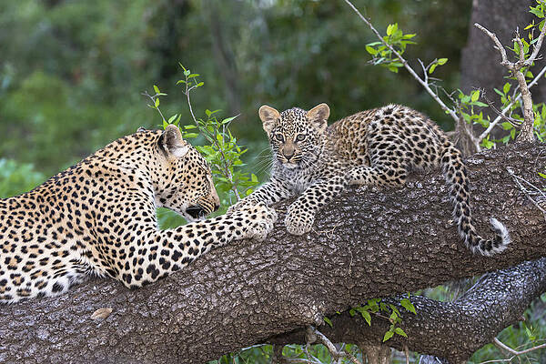 Wall Art - Photograph - Leopard And Cub Masai Mara Kenya by Andrew Schoeman