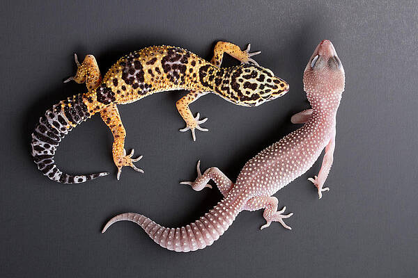 Wall Art - Photograph - Leopard Gecko E. Macularius Collection by David Kenny