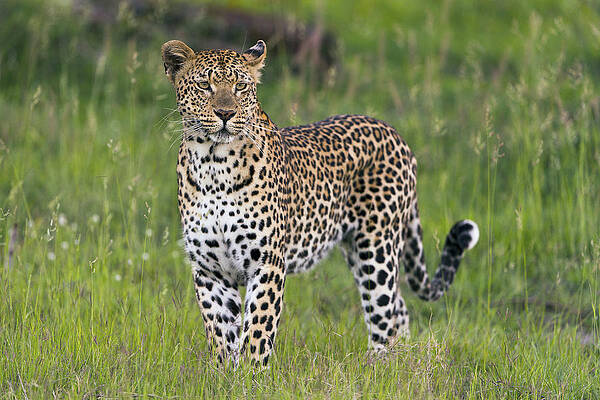 Wall Art - Photograph - Leopard Sabi-sands Game Reserve South by Sergey Gorshkov