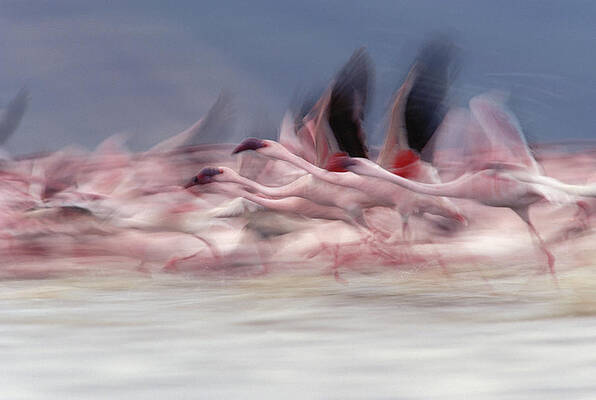 Wall Art - Photograph - Lesser Flamingo Phoenicopterus Minor by Tim Fitzharris