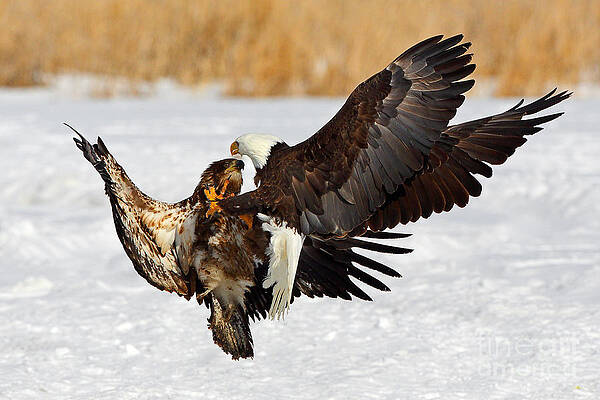 Wall Art - Photograph - Lessons In Aggression by Bill Singleton