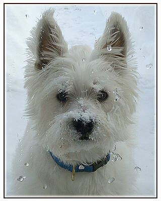 Let Me In Please by Deidre Elzer-Lento Let Me In Please by Deidre Elzer-Lento