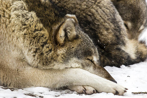 Let sleeping wolves lie by Alec Walker